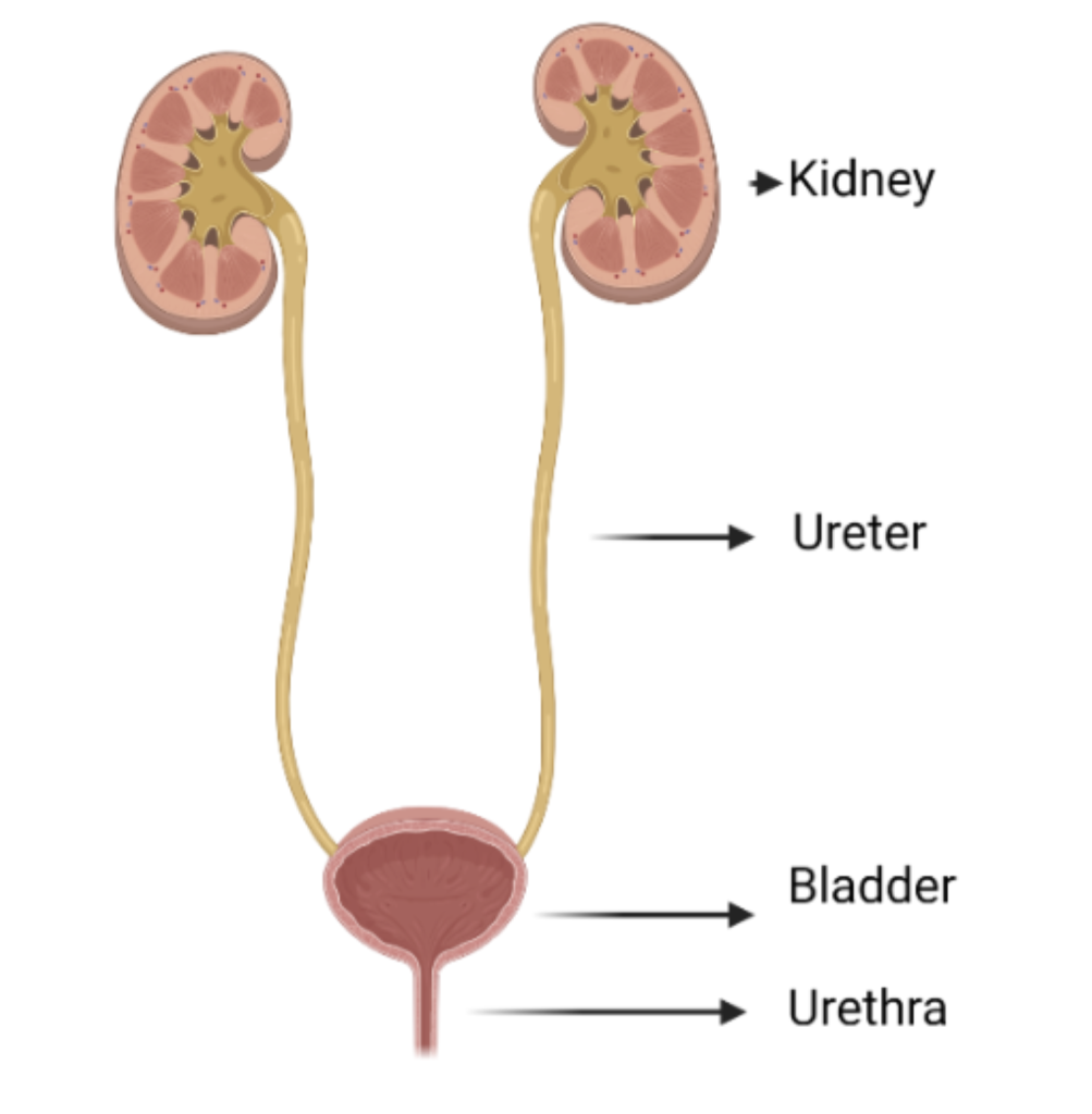 Figure 1 Anatomy of the kidneys